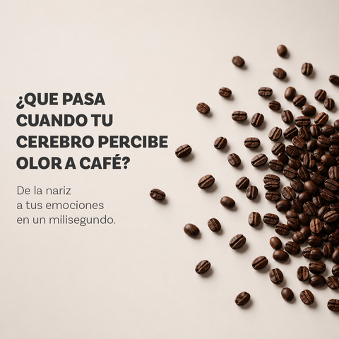 ¿Qué le pasa a tu cerebro cuando hueles café? La ciencia detrás de su aroma.